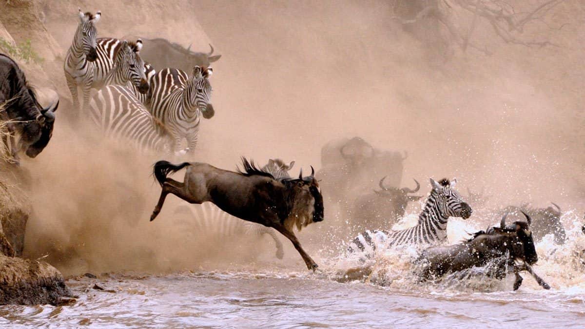 How to Get to Serengeti National Park - How to Get to Serengeti National Park From Arusha Wildebeest and zebras at a water crossing.