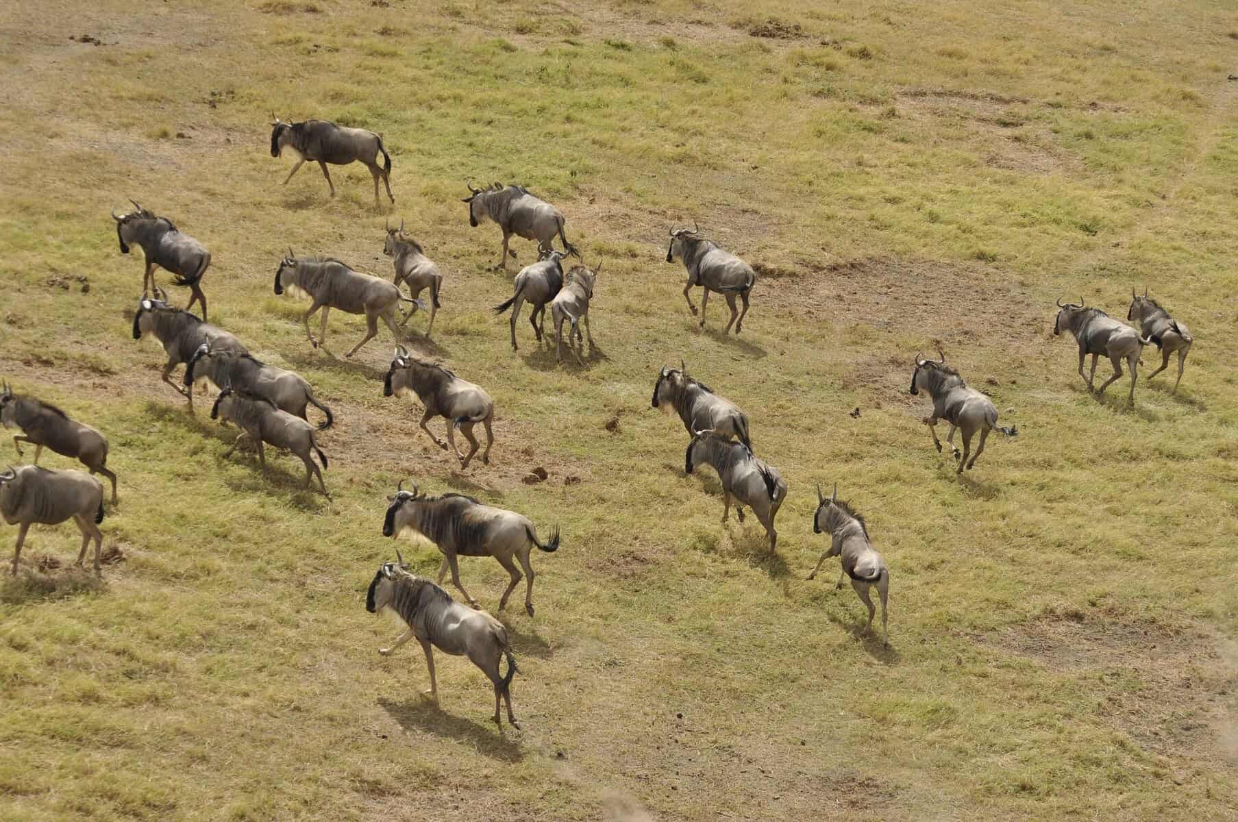 great migration in africa - The Great Migration in Africa: Everything You Need to Know A herd of wildebeest making the Great Migration.
