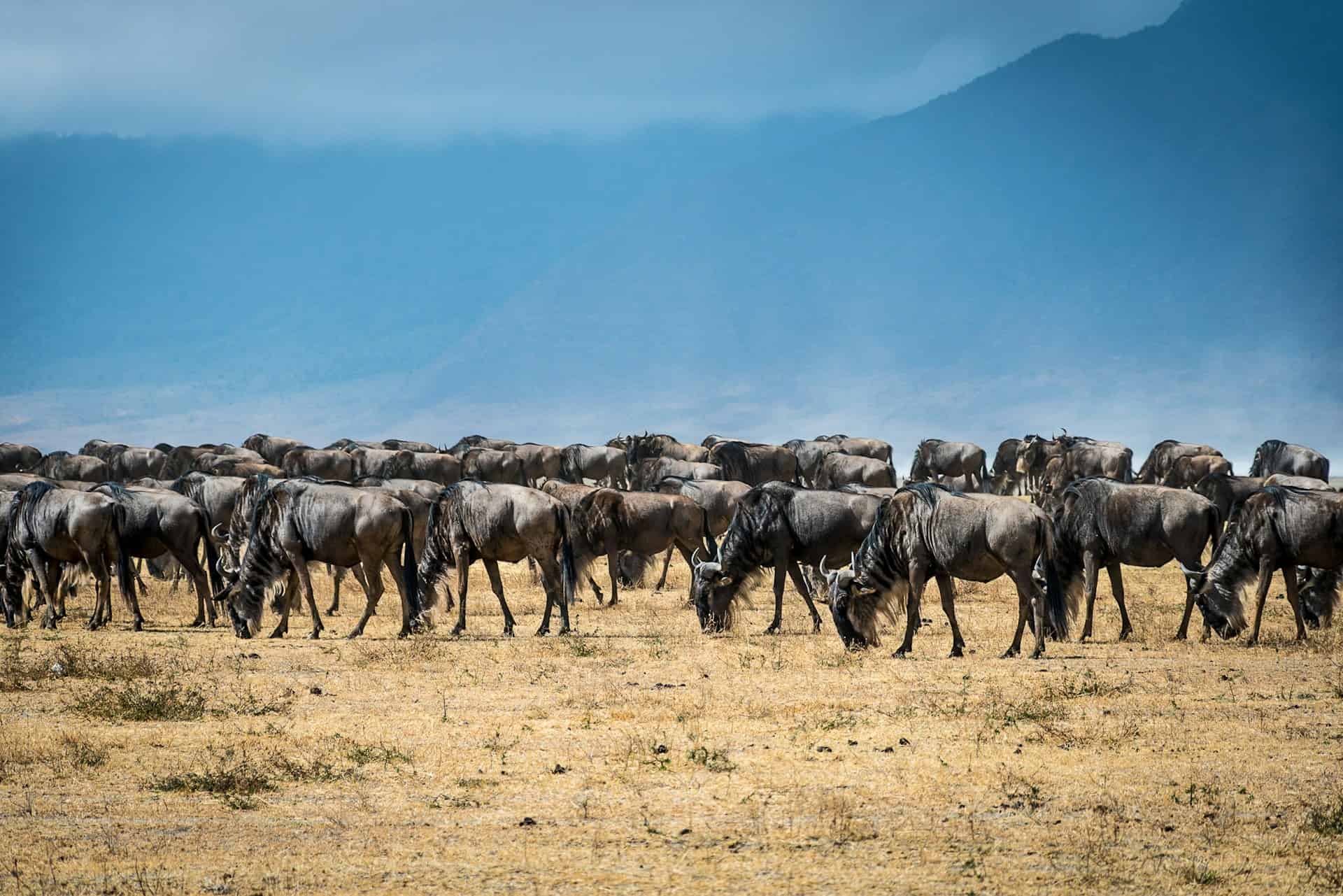 Best Time to Visit Kenya - When is the Best Time to Visit Kenya? Is the wildebeest migration the best time to visit Kenya?