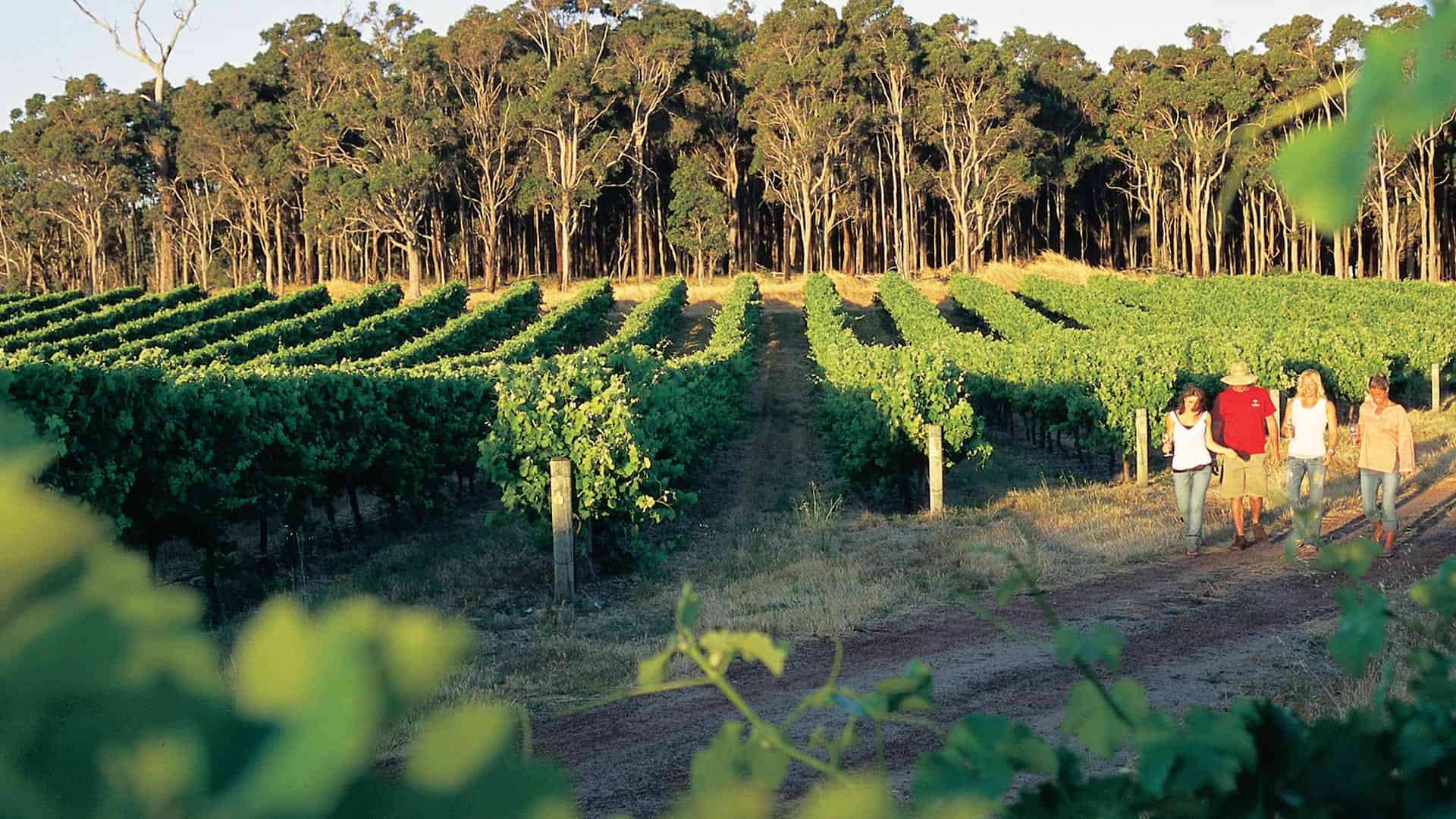 australian wine - Down Under and Uncorked: Exploring Australian Wine and Travel Treasures Winery in Margaret River in Australia.
