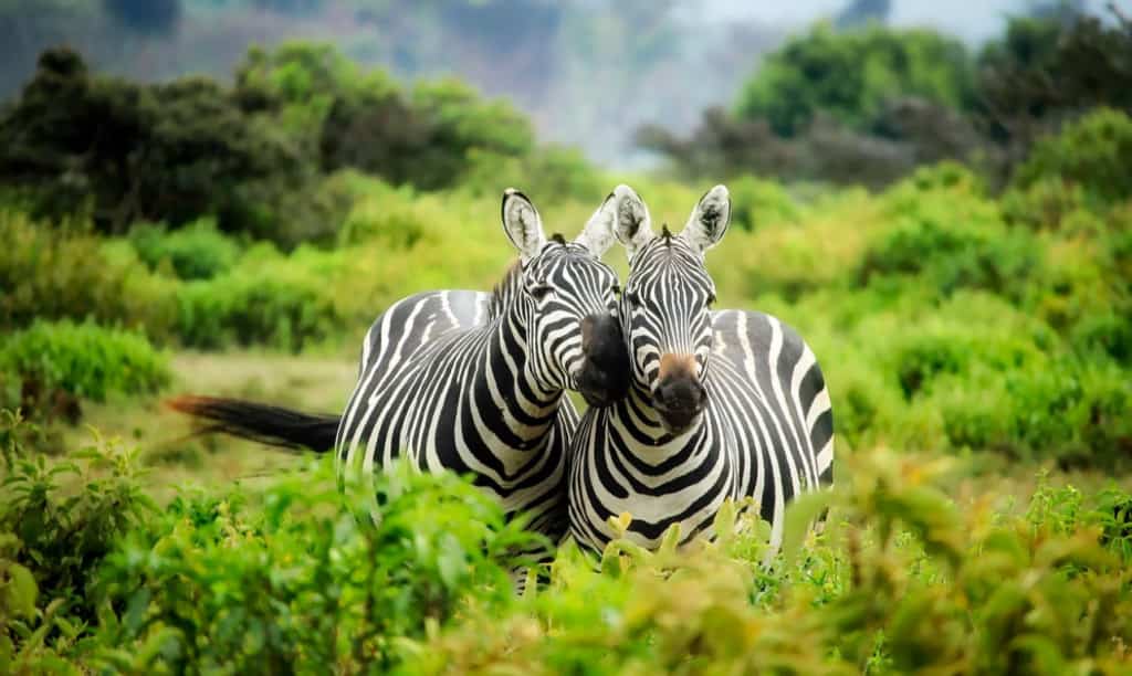 first time safari tips - First Time Safari Tips first time safari tips - First Time Safari Tips